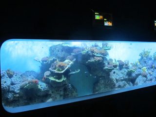 Künstliches Cast Acryl zylinderförmig Transparentes Fischaquarium / Sichtfenster