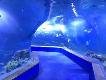 Klarer pmma acryl Großer Kunststofftunnel des Aquariums