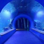 Hoch klares großes Acryl-Tunnelaquarium in verschiedenen Formen